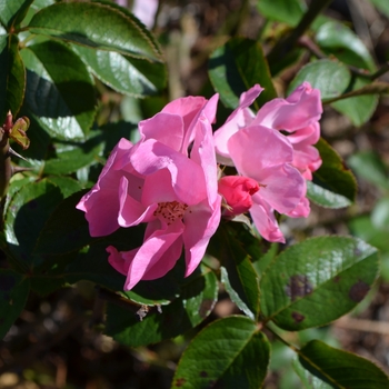 Rosa 'Kateryna™'