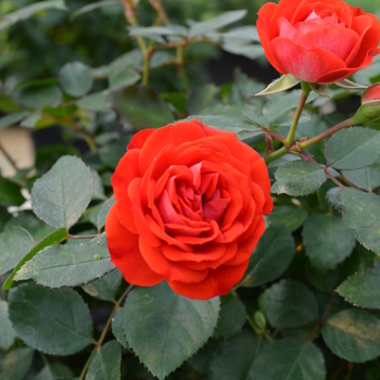 Rosa 'KORfloci08' PP19362