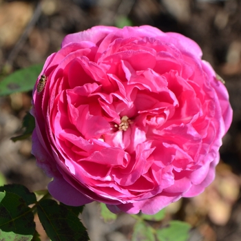 Rosa 'La Reine Victoria' 