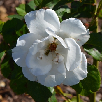 Rosa 'Margaret Merril®' HARkuly