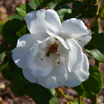 Rosa 'Margaret Merril®'