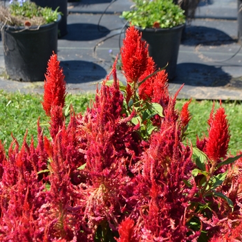 Celosia argentea plumosa 'Arrabona' (062671)