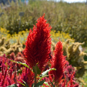 Celosia argentea plumosa 'Arrabona' 