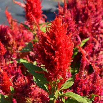 Celosia argentea plumosa 'Arrabona' (062673)