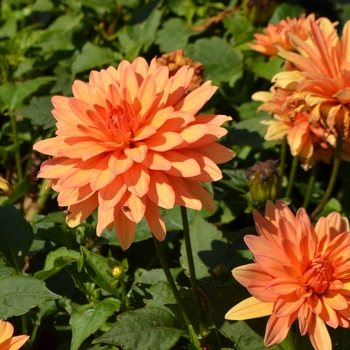 Dahlia 'XXL Hidalgo'