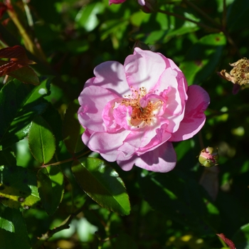 Rosa 'Lavender' Meibivers