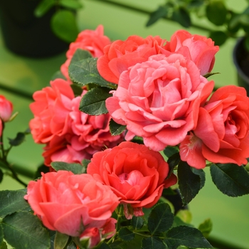 Rosa 'Coral Drift®'