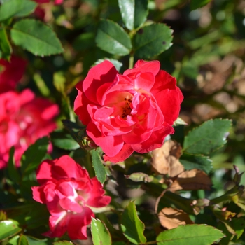 Rosa 'Meigalpio' PP17877