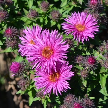 Aster novae-angliae 'Vibrant Dome' PP19538