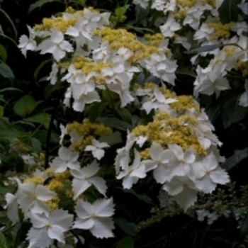 Hydrangea angustipetala 'MonLongShou' 