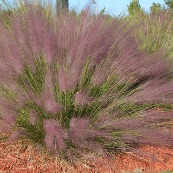 Muhlenbergia capillaris