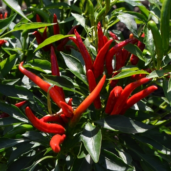 Capsicum annuum 'Poinsettia' 