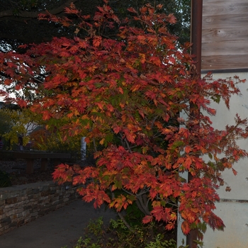 Acer japonicum 'Filicifolium' 