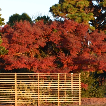 Acer palmatum var. dissectum 'Seiryu (Green Dragon)' (062751)
