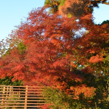 Acer palmatum var. dissectum 'Seiryu (Green Dragon)' (062752)