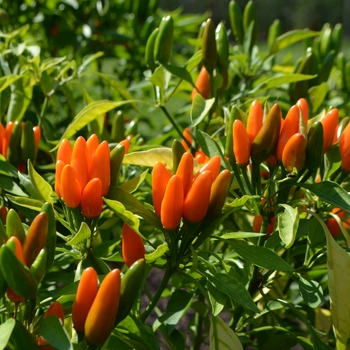 Capsicum annuum 'Starburst' 