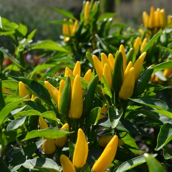 Capsicum annuum 'Starburst Yellow' 