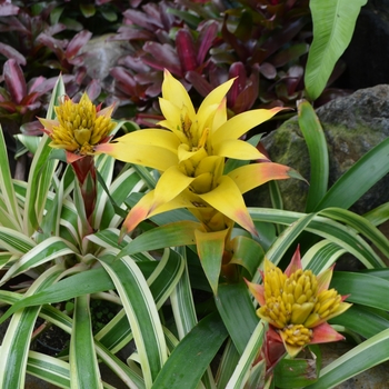 Guzmania 'Fool's Gold' 