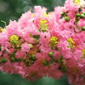 Lagerstroemia indica 'Osage' 