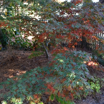 Acer palmatum 'Oregon Sunset' 