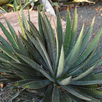 Agave funkiana 'Blue Haze' 