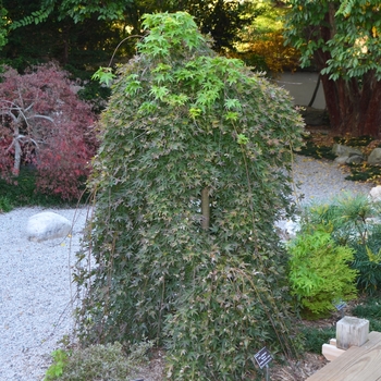 Acer palmatum 'Falling Stars'