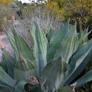 Agave salmiana 'Crazy Horse'