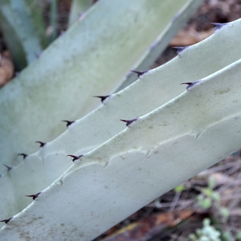 Agave scabra 