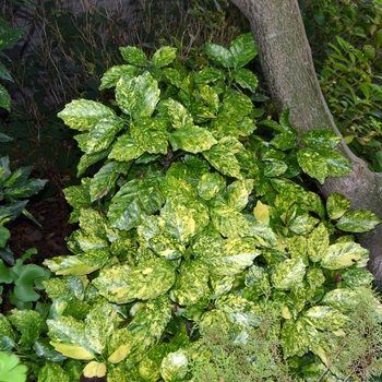 Aucuba japonica 'Goldilocks'