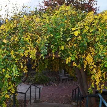 Celtis sinensis 'Green Cascade' 