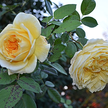 Rosa 'Teasing Georgia™' 'AUSbaker'