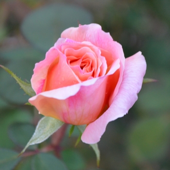 Rosa 'Tamora' AUStamora