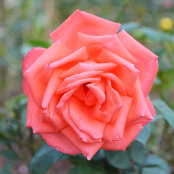 Rosa 'Spice Twice™' JACable
