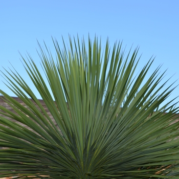 Yucca thompsoniana 