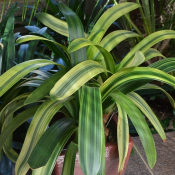 Clivia miniata 'Variegata' 