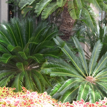 Cycas revoluta