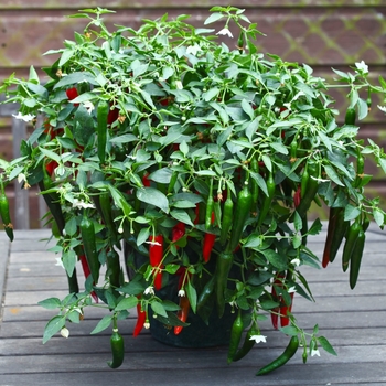 Capsicum annuum 'Cayennetta' 