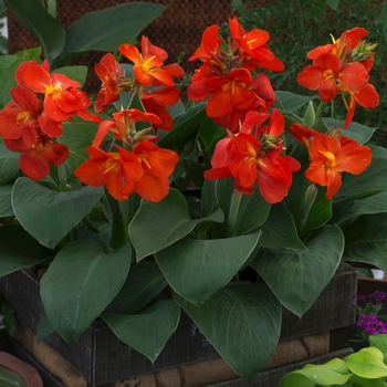 Canna x generalis 'South Pacific Scarlet'