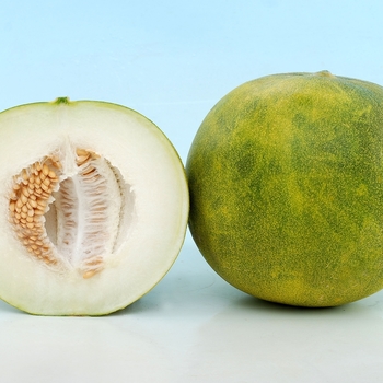 Cucumis melo L.inodorus 