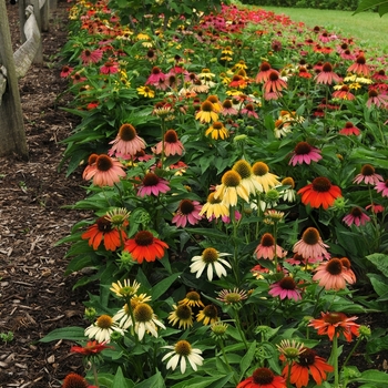 Echinacea 'Cheyenne Spirit'