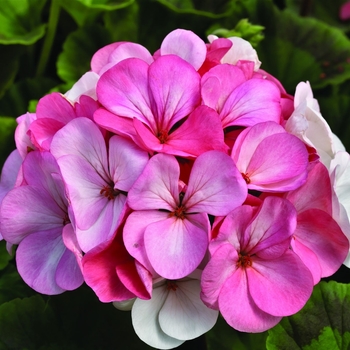 Pelargonium x hortorum Pinto™ Premium 'White to Rose'