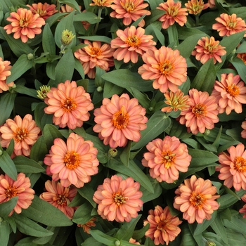 Zinnia 'Double Deep Salmon' 