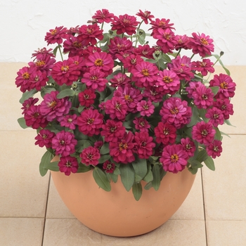 Zinnia Profusion 'Double Hot Cherry'