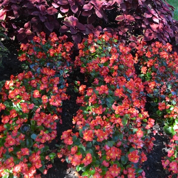 Begonia x semperflorens-cultorum 'Yang Red'