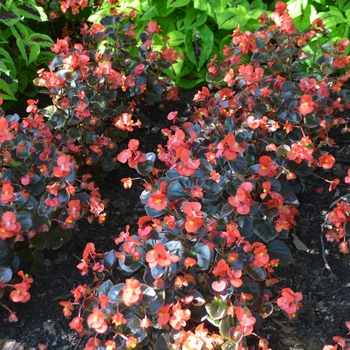 Begonia x semperflorens-cultorum 'Yin Red' 