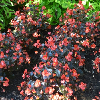 Begonia x semperflorens-cultorum 'Yin Red'