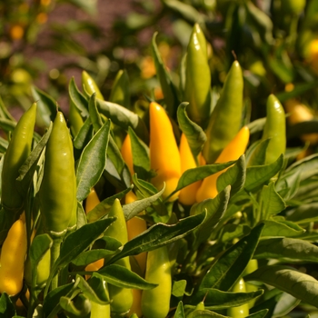 Capsicum baccatum 'Goldfinger' 