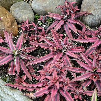 Cryptanthus bivittatus 'Ruby Red'