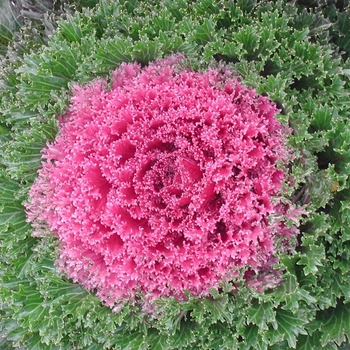 Brassica oleracea 'Glamour Red'