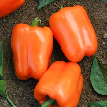 Capsicum annuum 'Orange Blaze' 